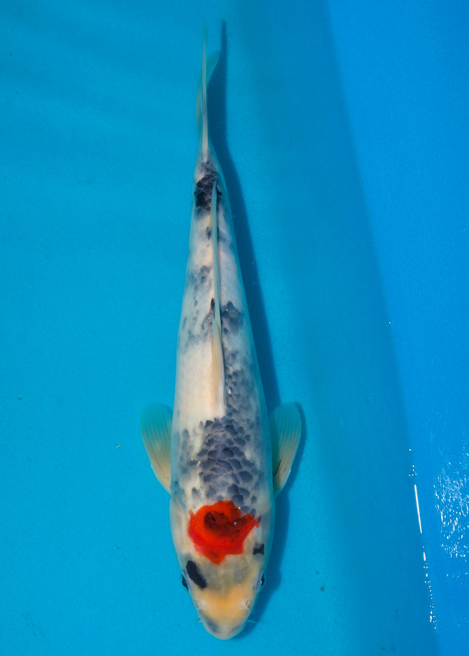 34cm Tancho Showa REF S22_155