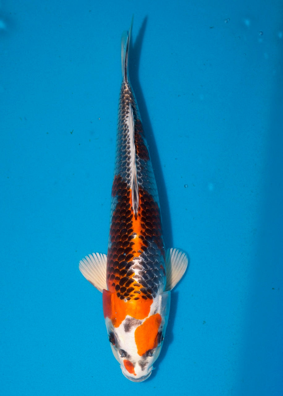 32cm Kujaku REF S22_156