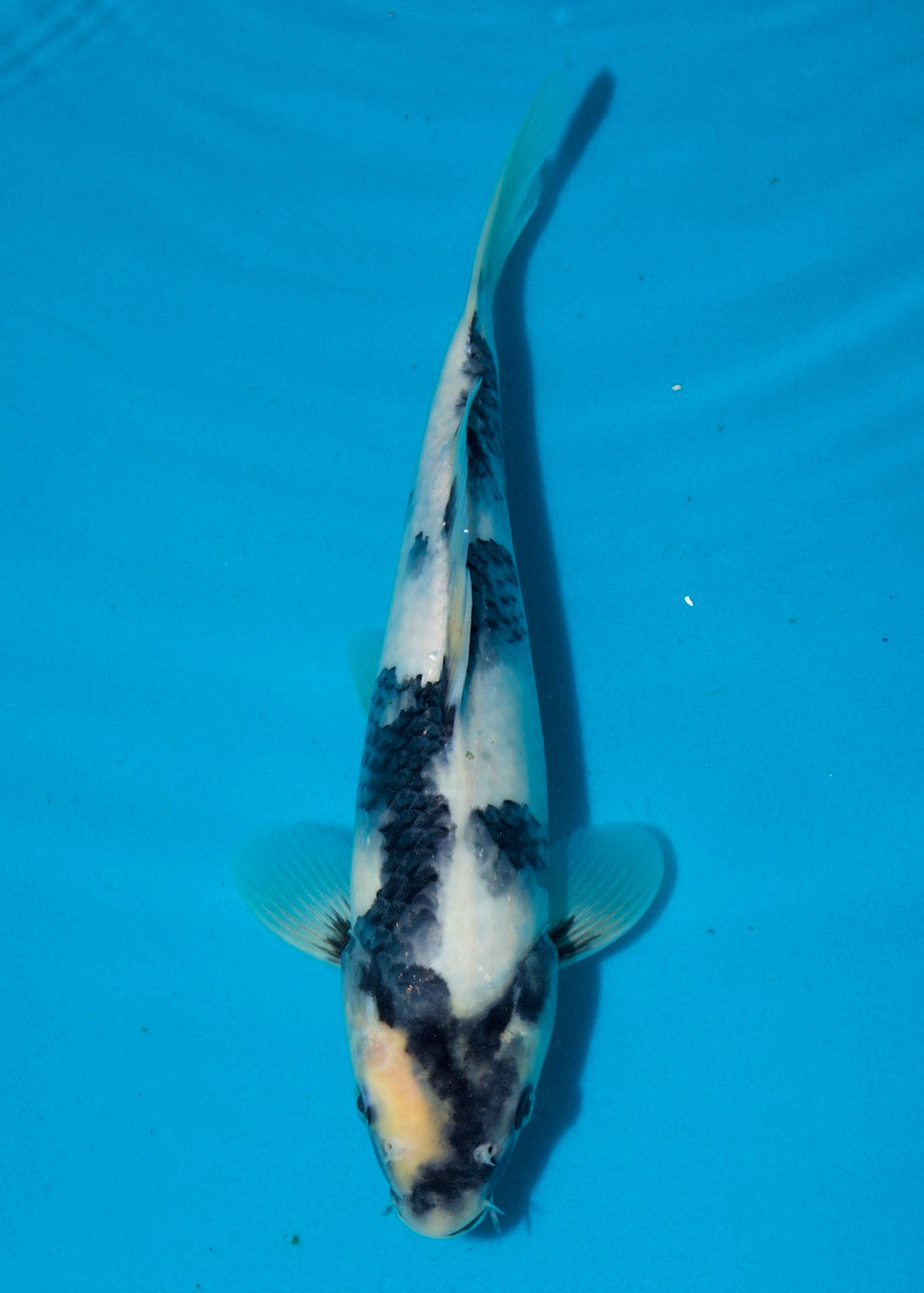 30cm Shiro Utsuri REF S22_160