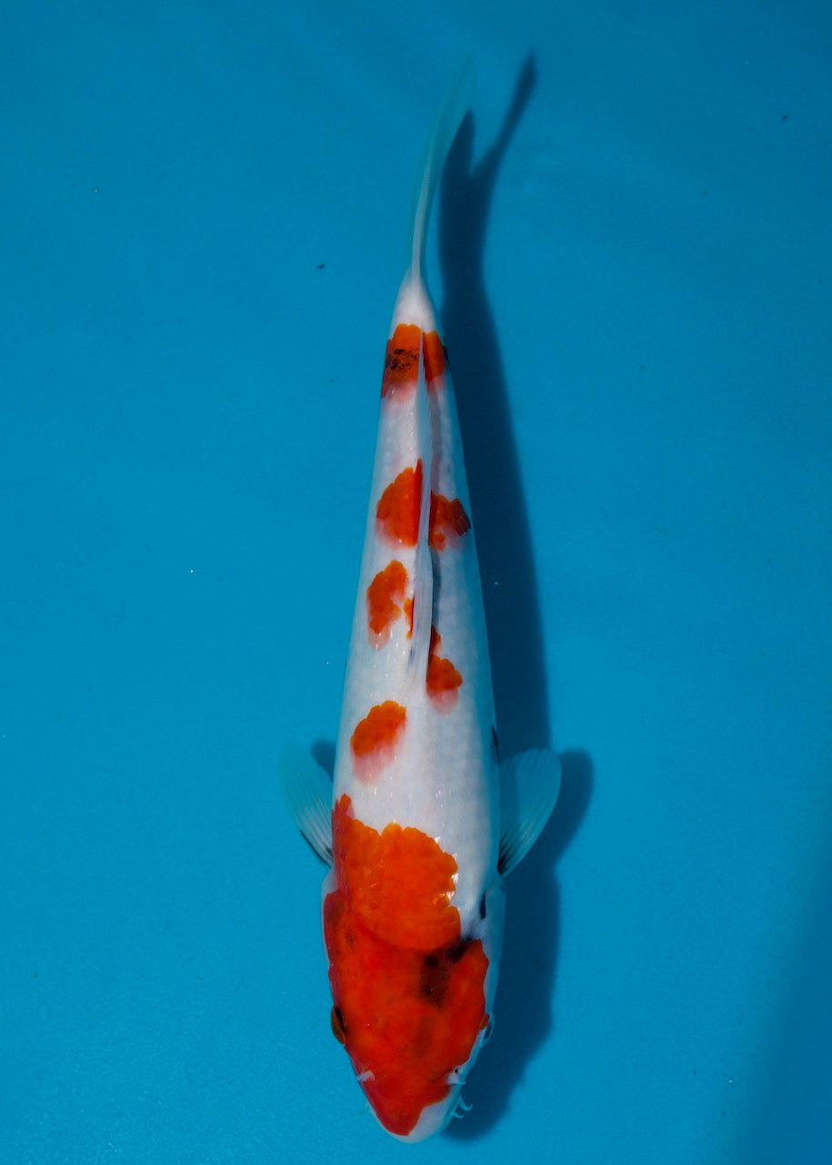 31cm Showa REF S22_162