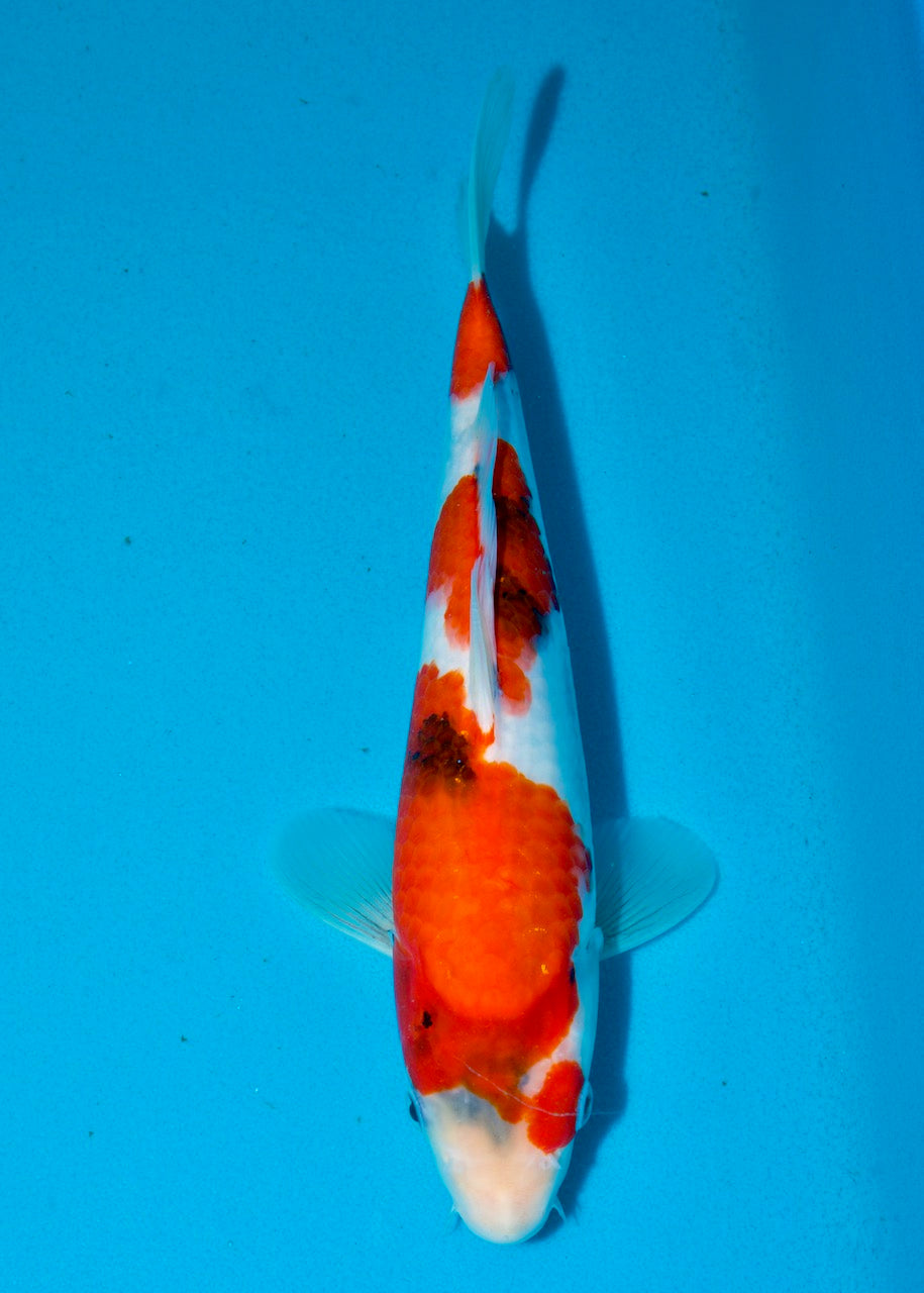 29cm Showa REF S22_164