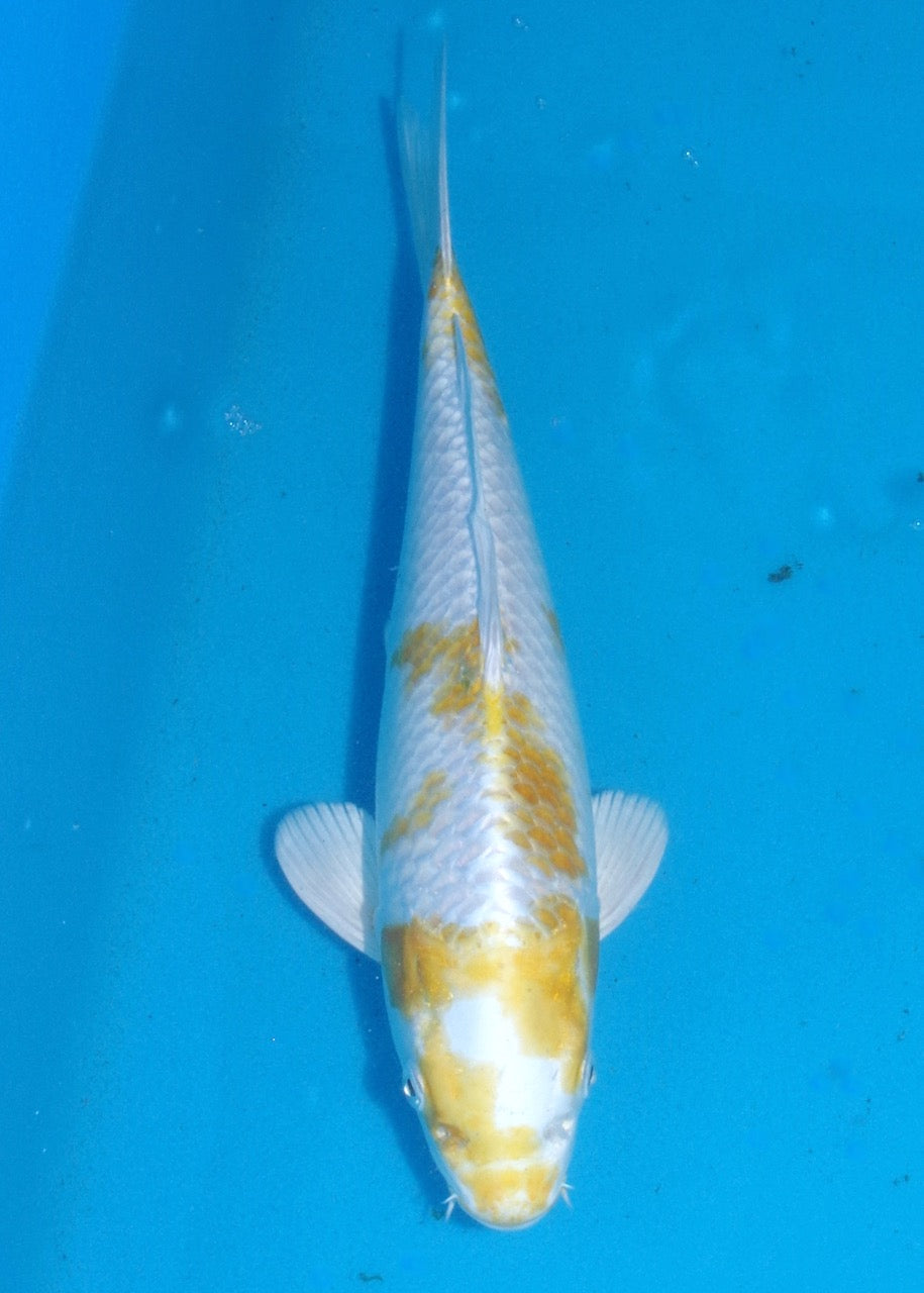 31cm Hariwake REF S22_180