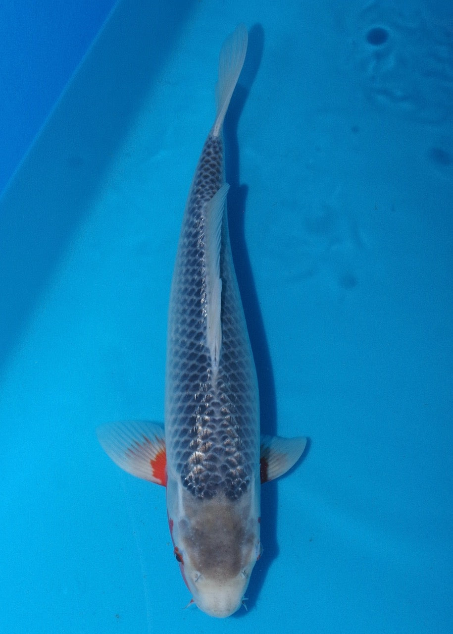 45cm Asagi REF S22_189