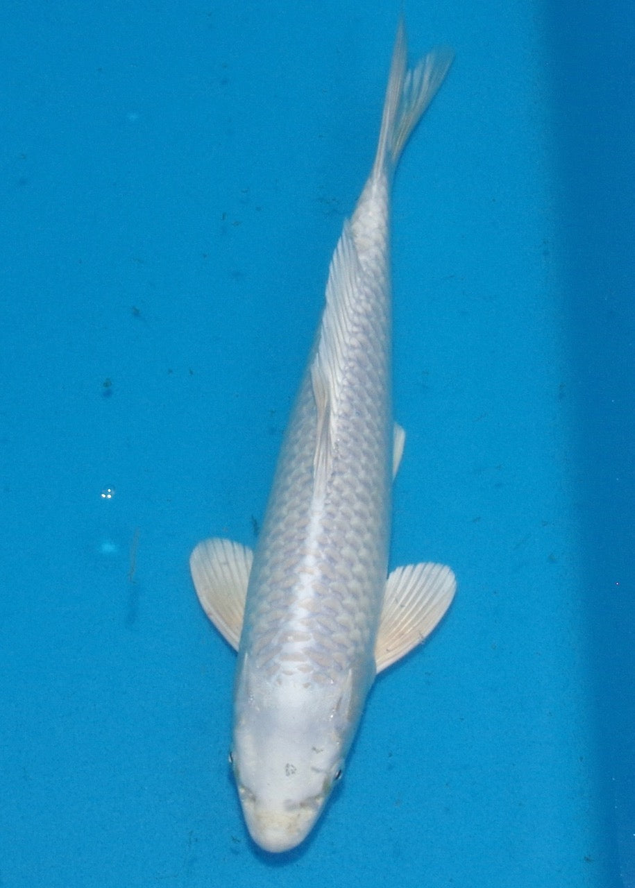 35.5cm Platinum Ogon REF S22_191