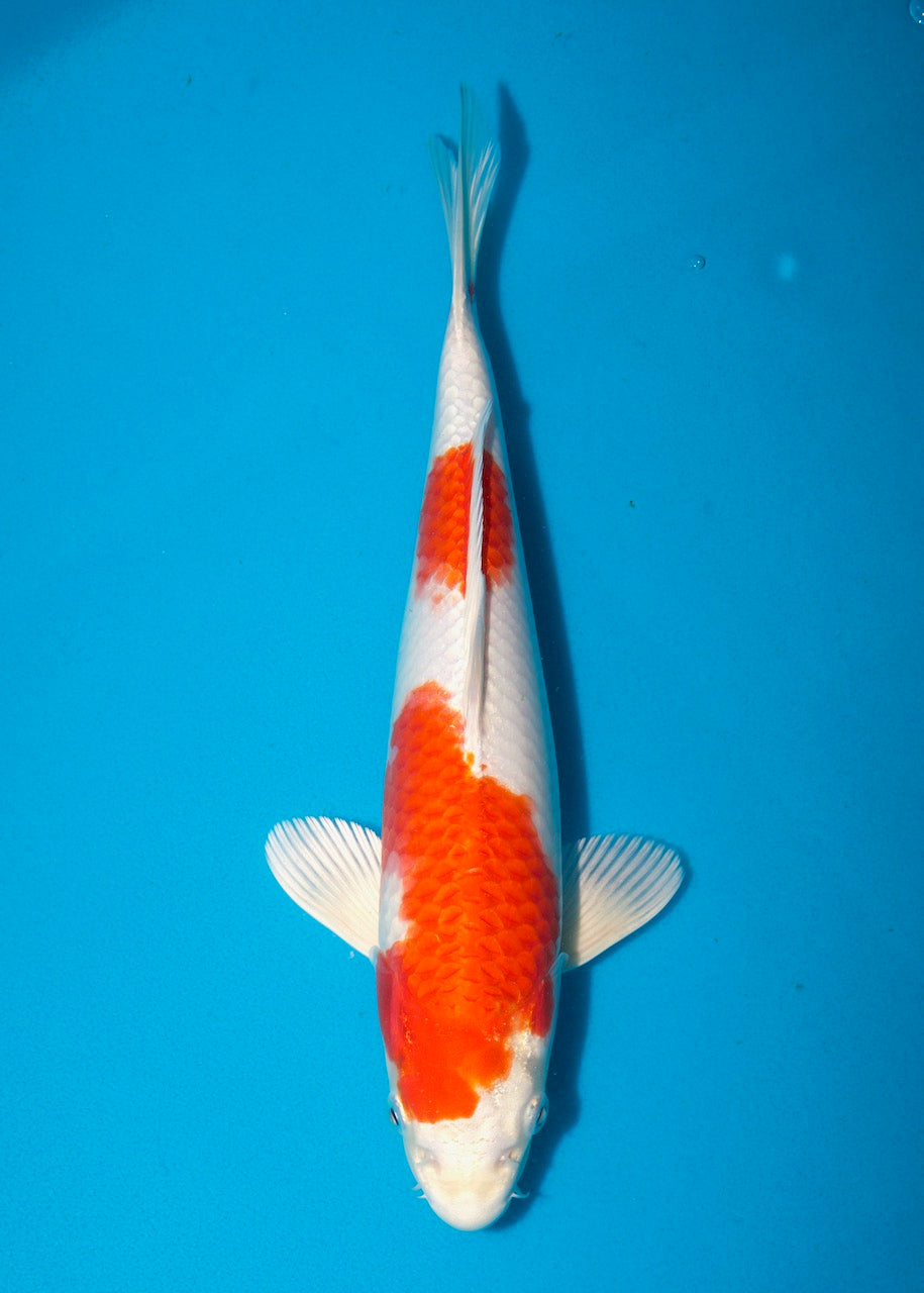 32cm Sakura Ogon REF S22_101