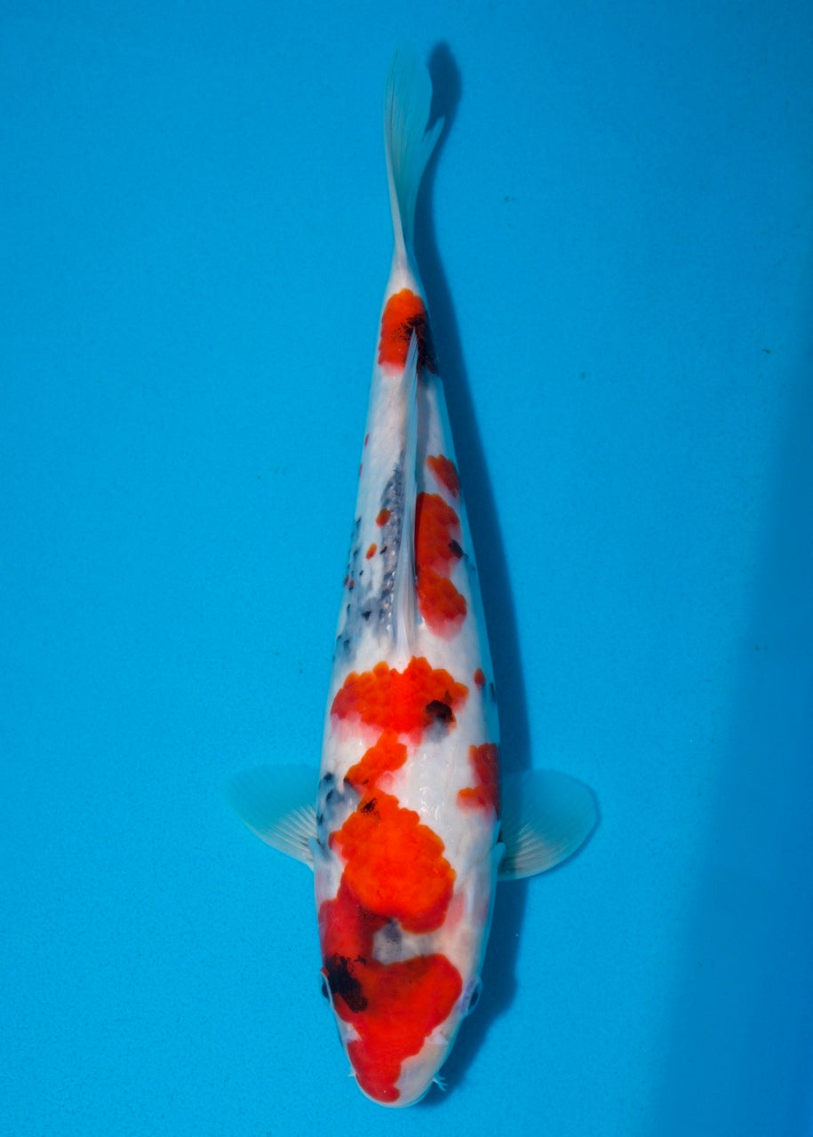 32cm Showa REF S22_86