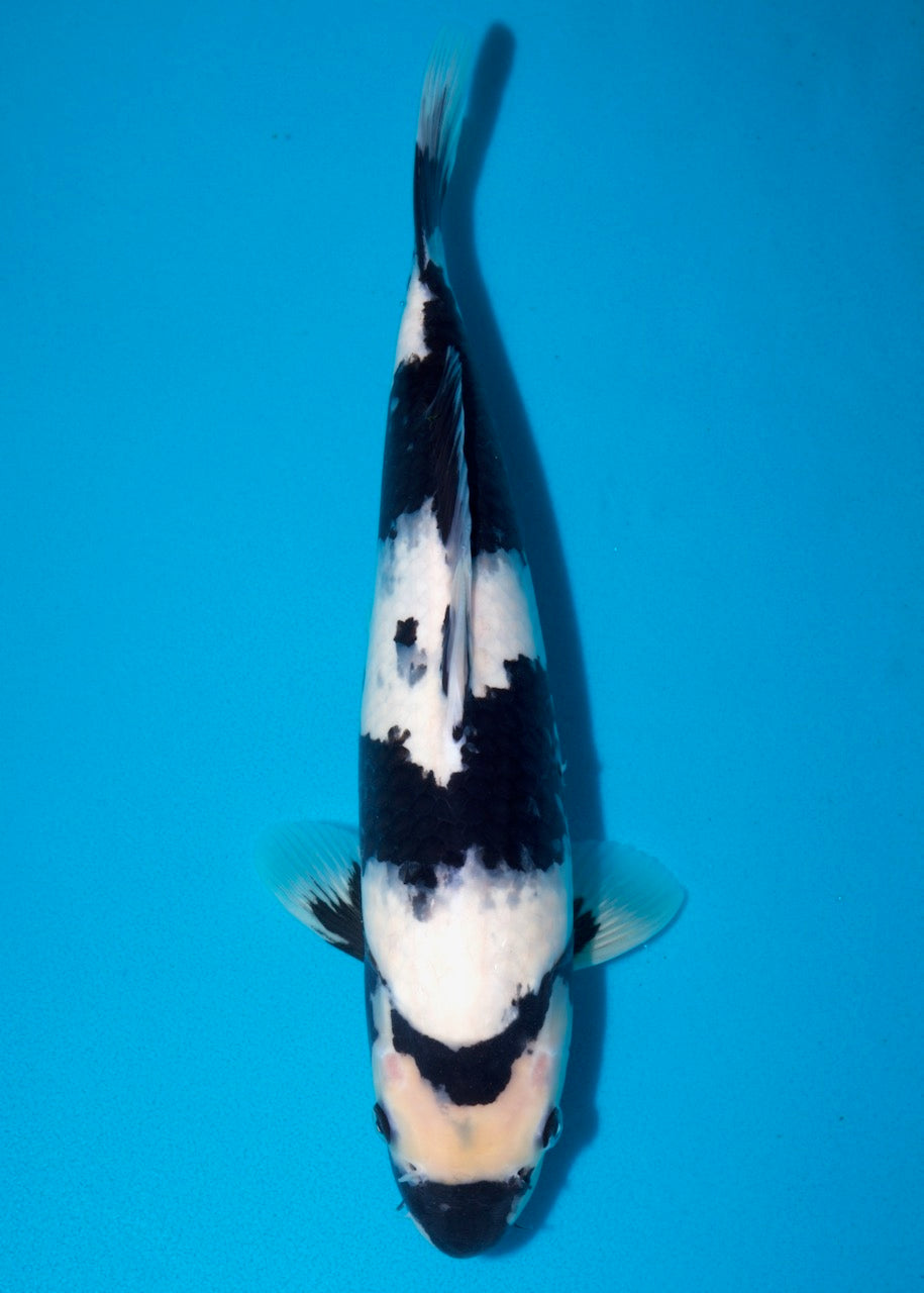 37cm Shiro Utsuri REF S22_87