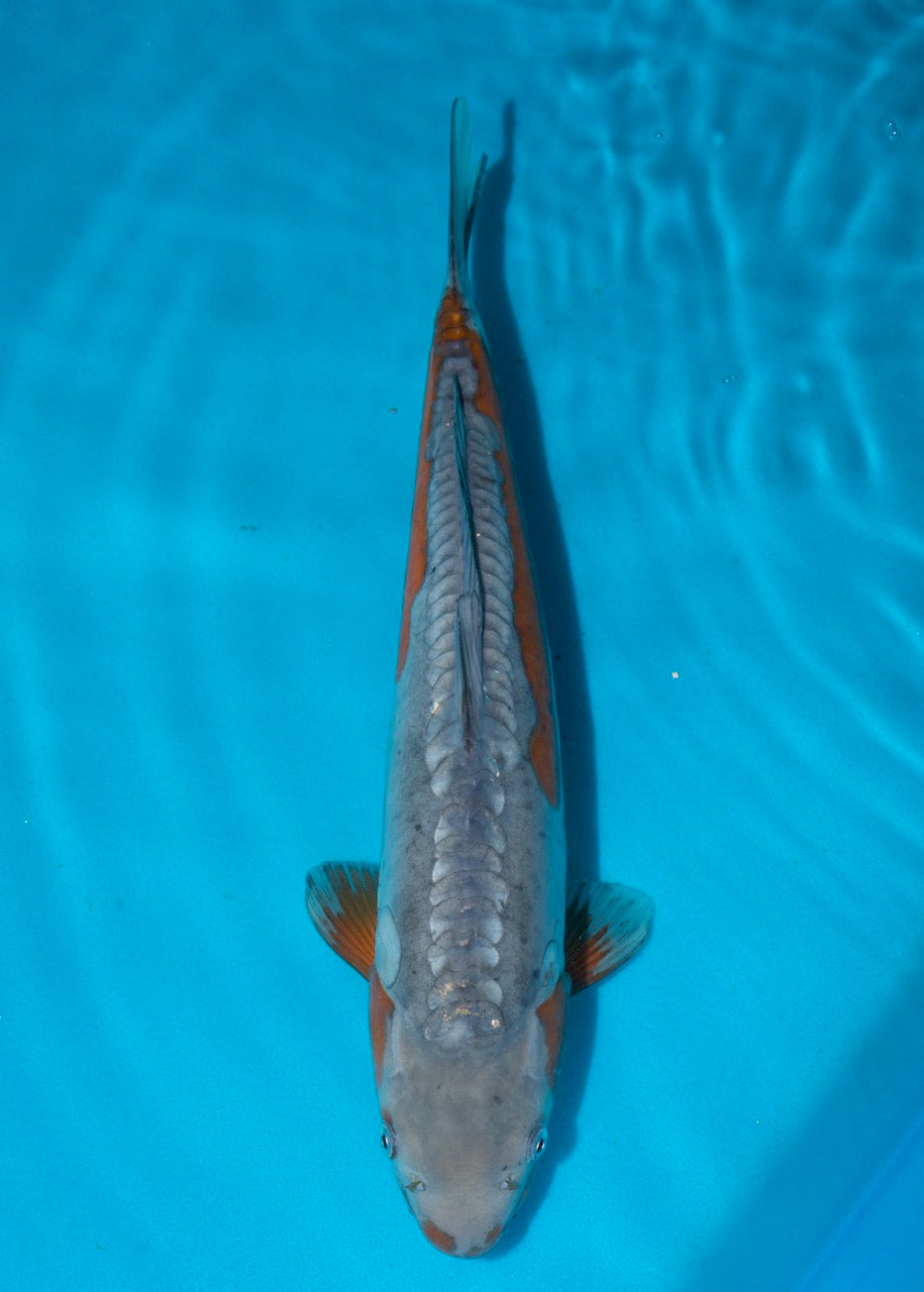 38cm Doitsu Ochiba (BKF Style) REF S22_114