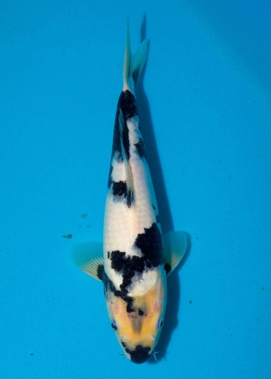 31cm Shiro Utsuri REF S22_118