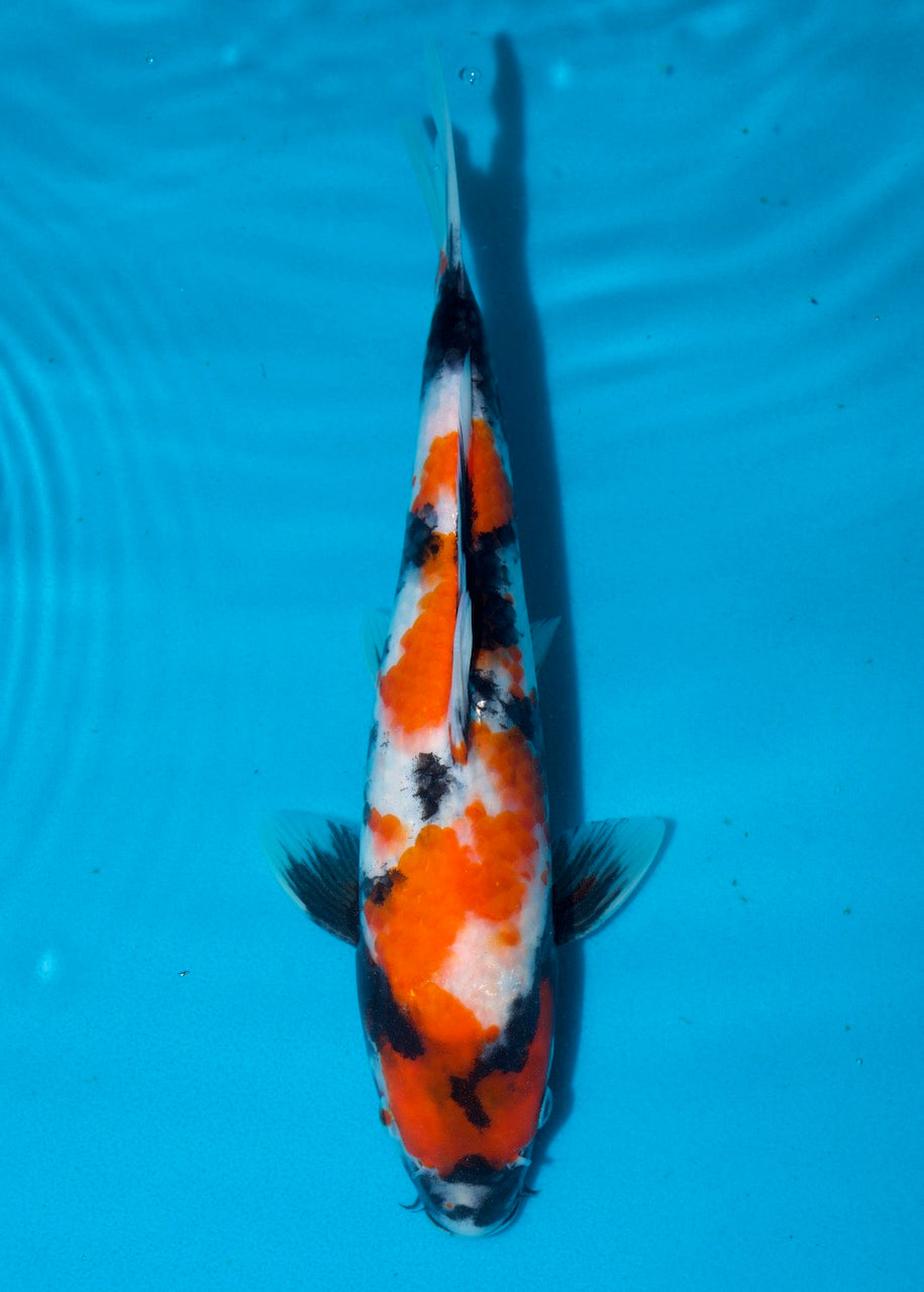 32cm Showa REF S22_122