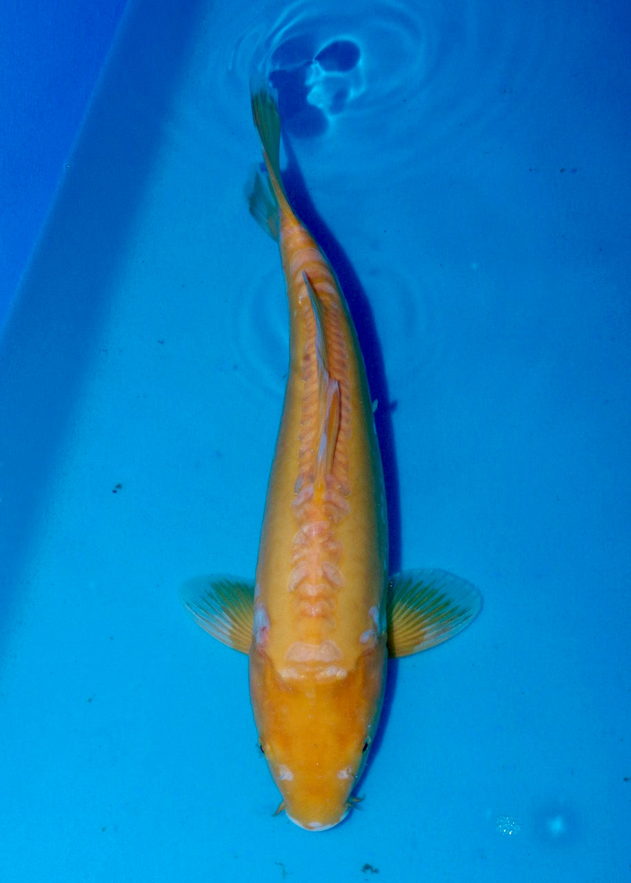 41cm Doitsu Karashigoi REF S22_125