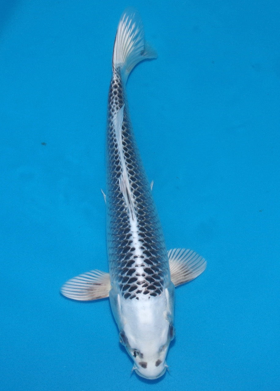 42cm Gin Matsuba REF S22_126