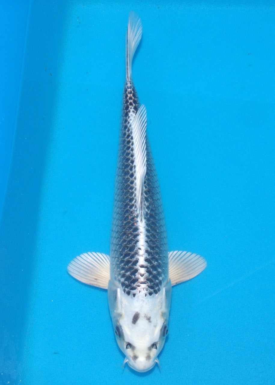 40cm Gin Matsuba REF S22_127