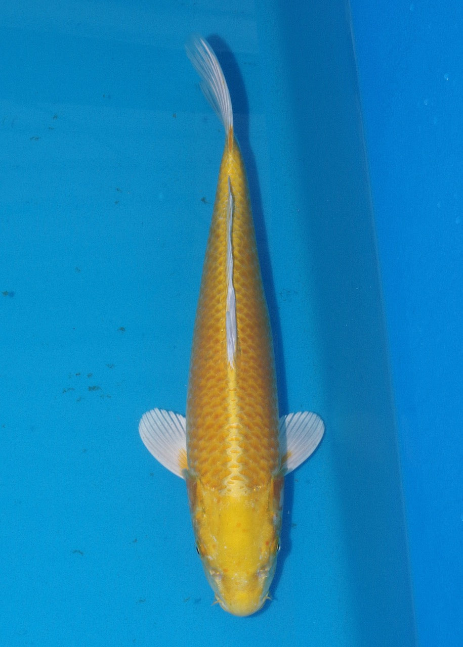 39cm Yamabuki Ogon REF S22_128