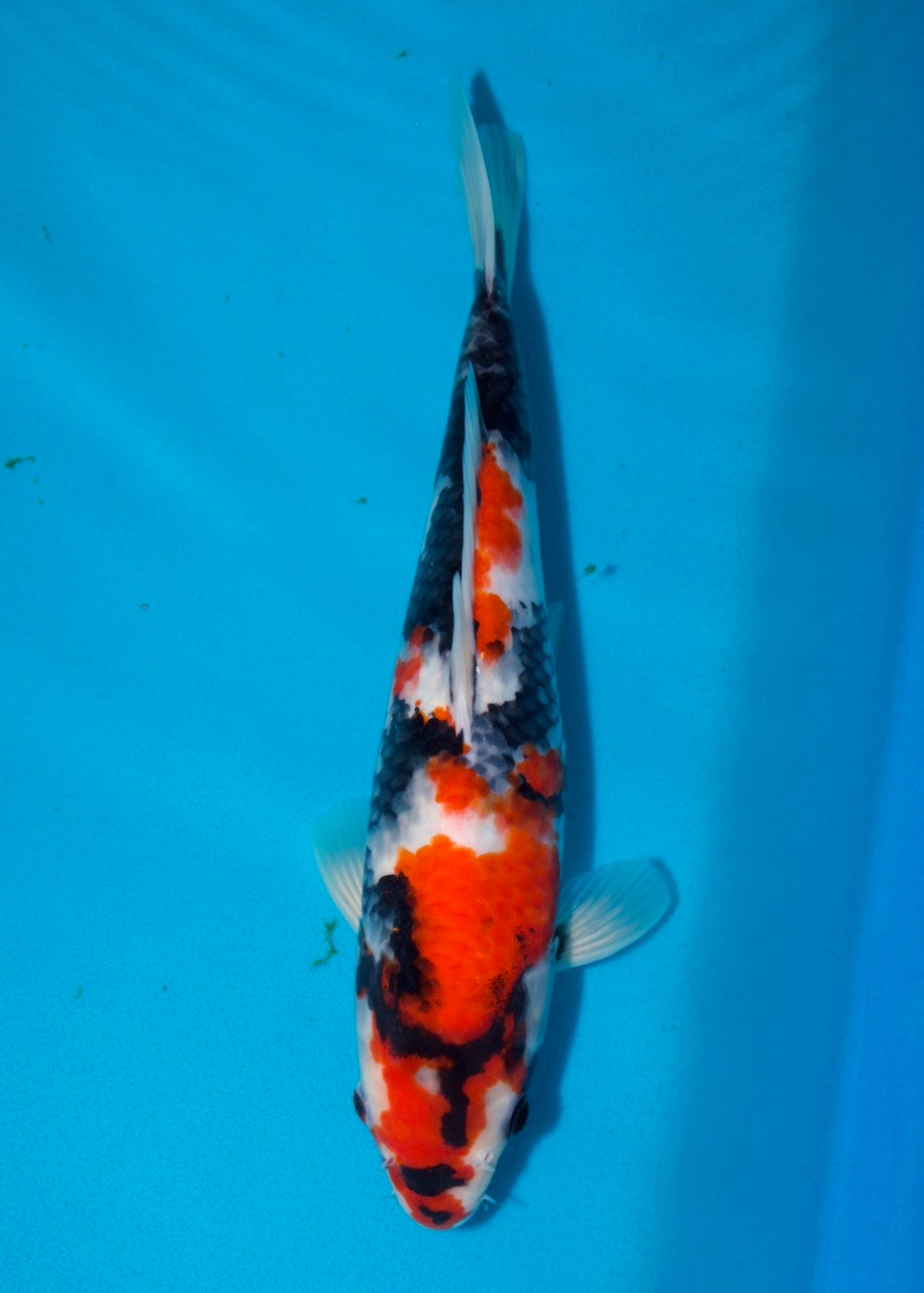 33cm Showa REF S22_89