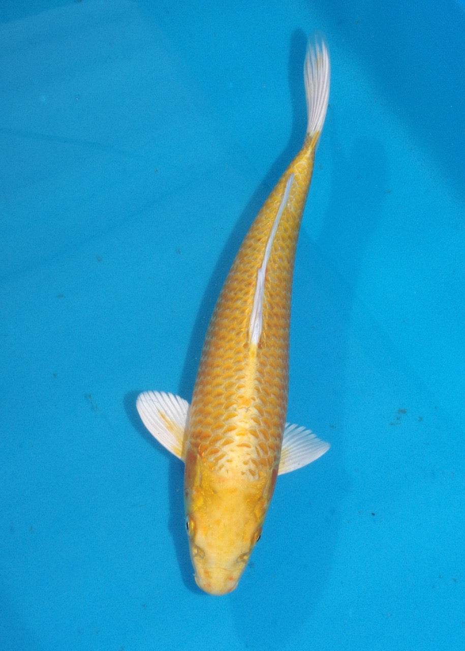 37cm Yamabuki Ogon REF S22_132