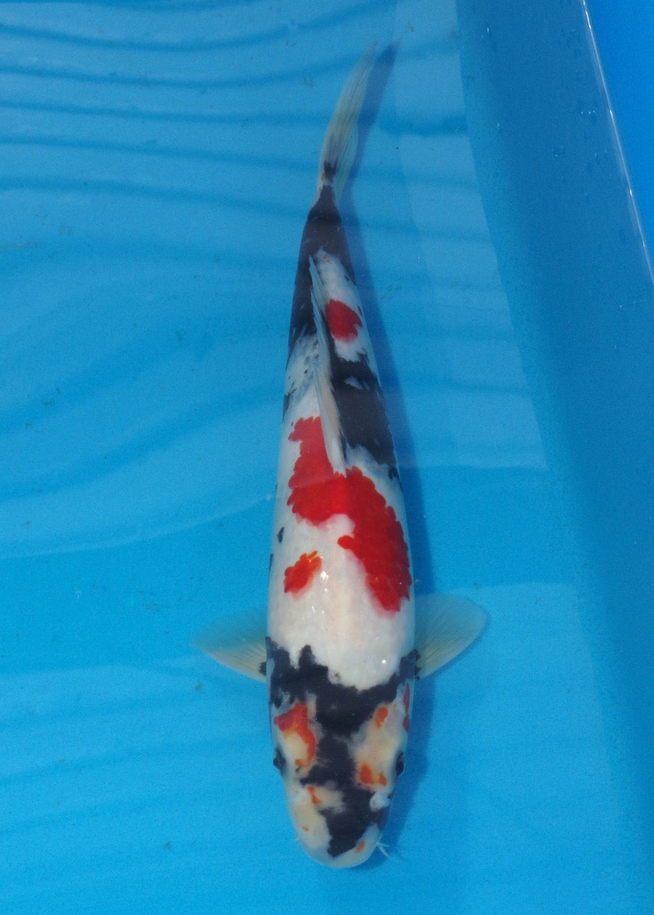 37.5cm Showa REF S22_134