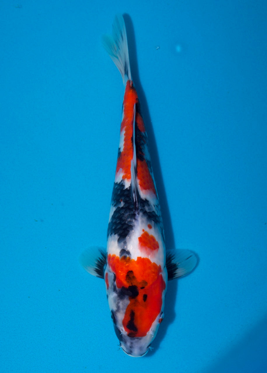 34cm Showa REF S22_90