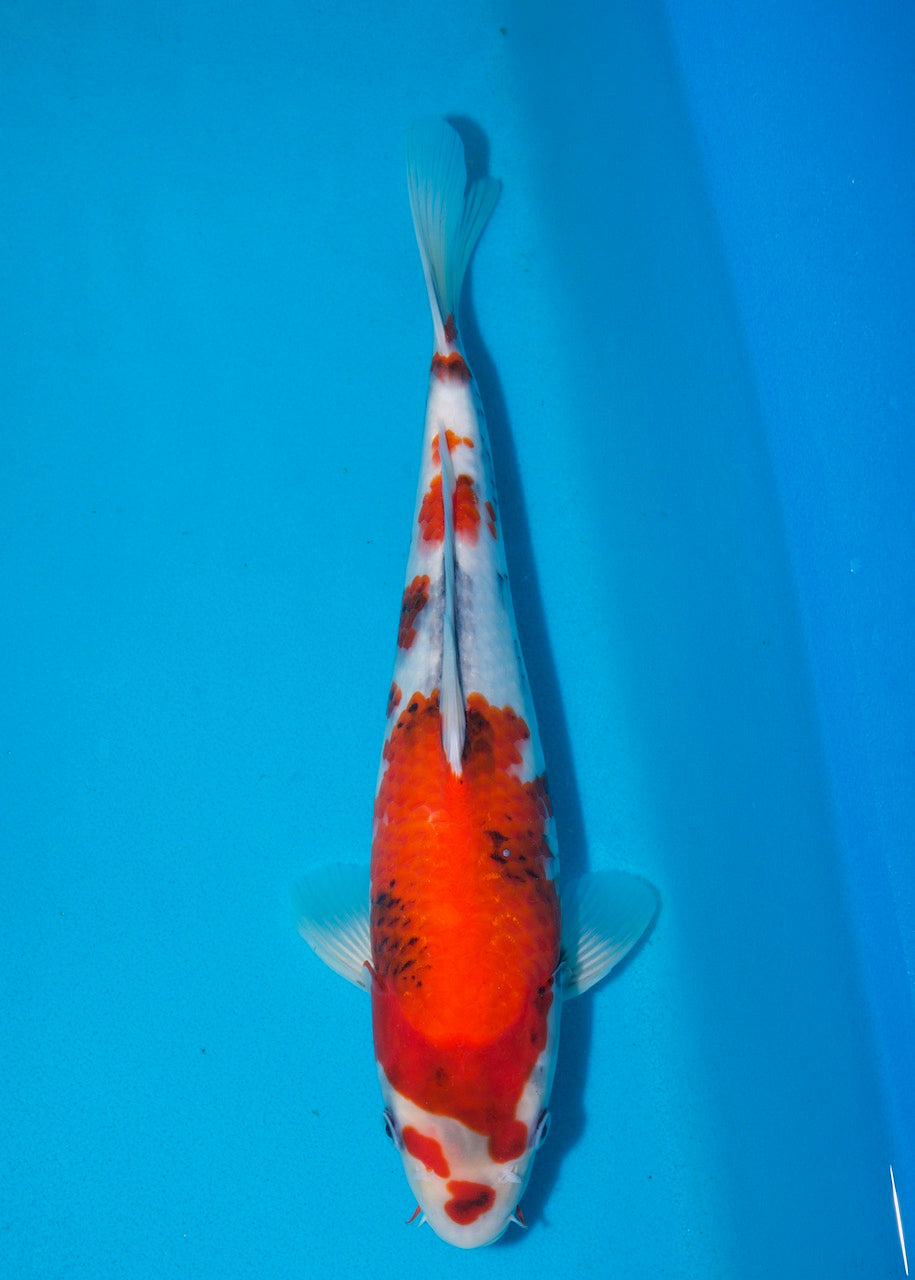 34cm Showa REF S22_92