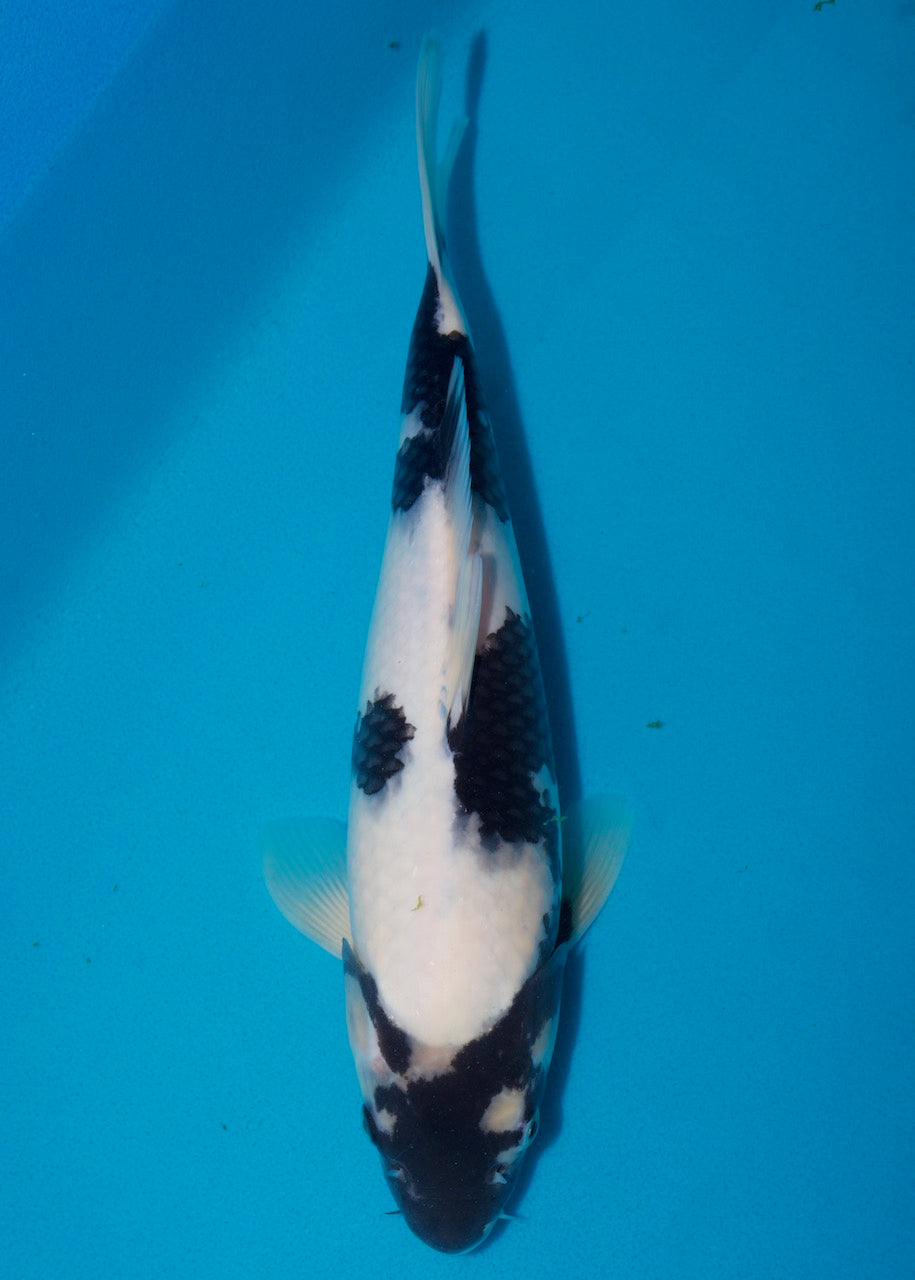 33cm Shiro Utsuri REF S22_38