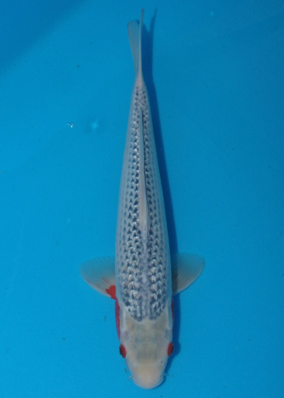 41cm Asagi REF S22_68