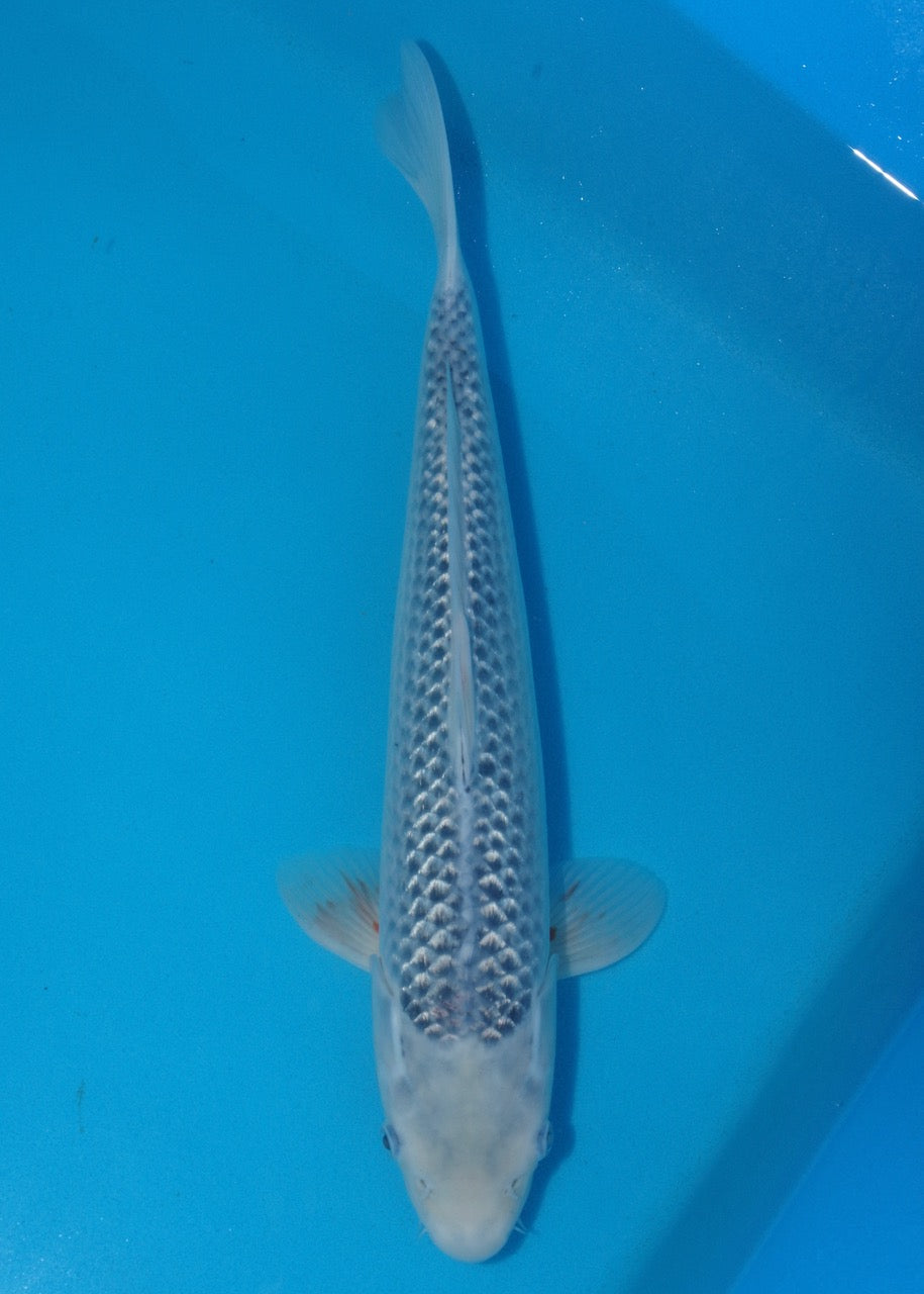 45cm Asagi REF S22_78