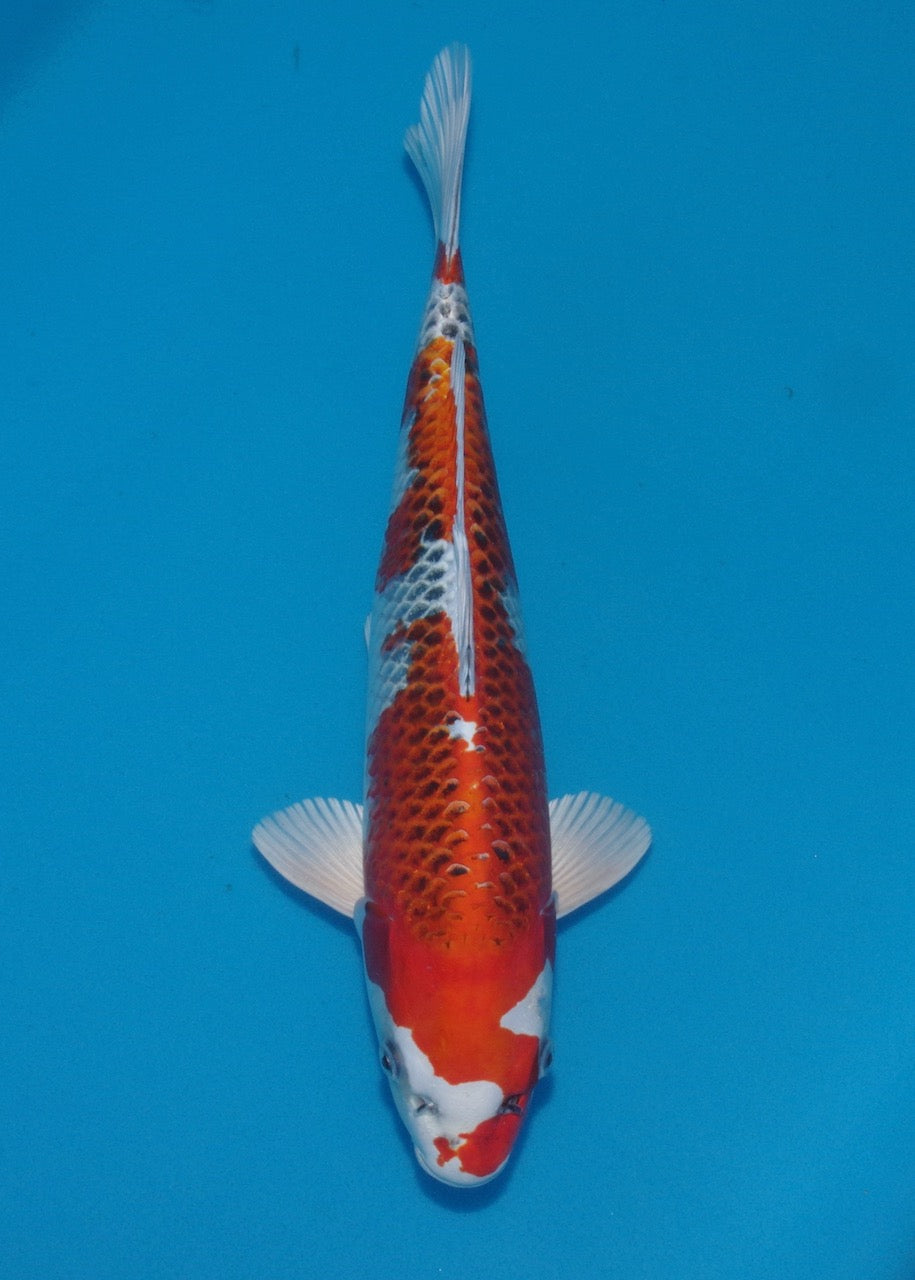 40cm Kujaku REF S22_29
