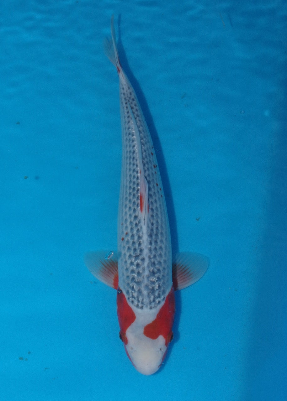 42cm Asagi REF S22_30