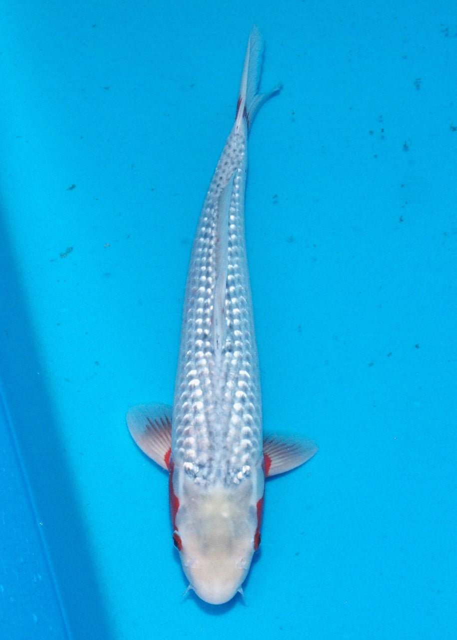 44cm Asagi REF S22_33