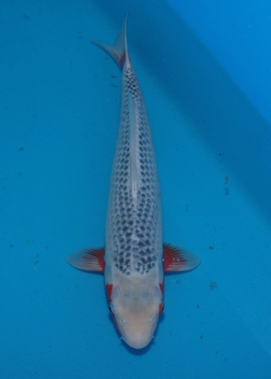 45cm Asagi REF S22_34