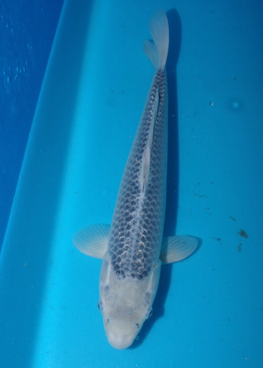 48cm Asagi REF S22_35