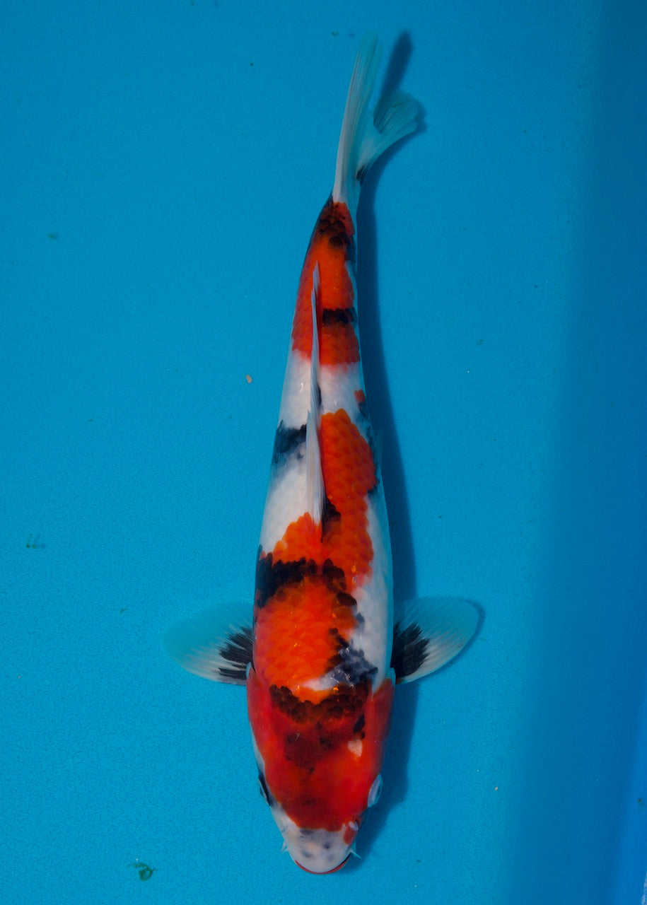 32cm Showa REF S22_22