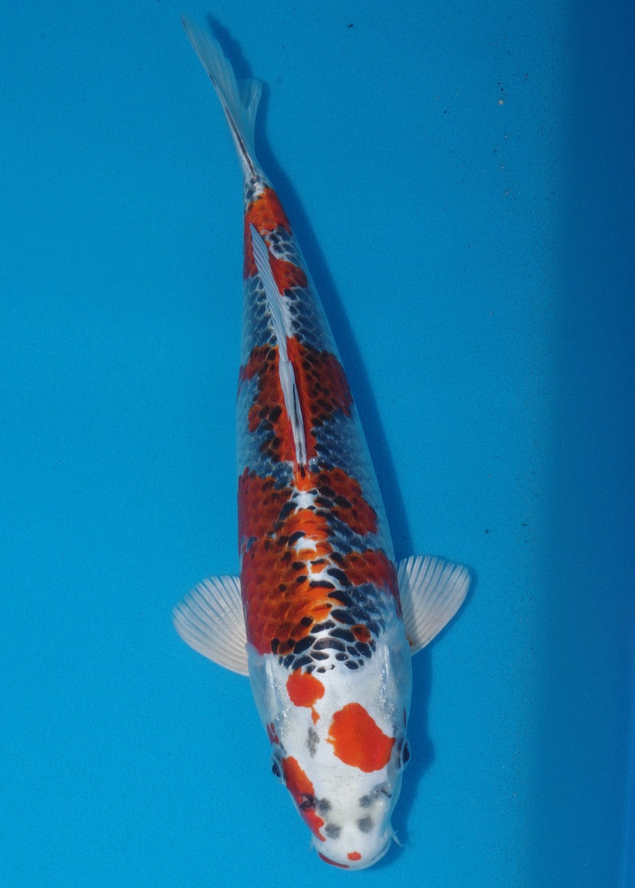 36cm Kujaku REF S22_23