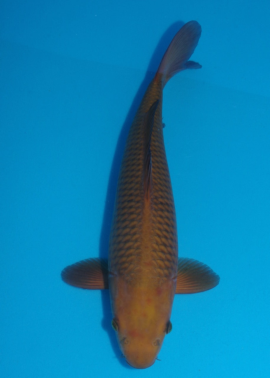 43cm Chagoi REF S22_26