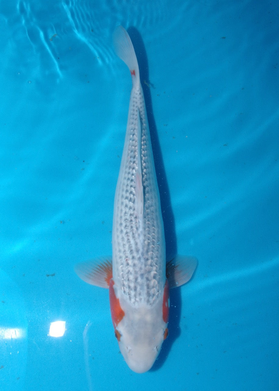 47.5cm Asagi REF S22_20