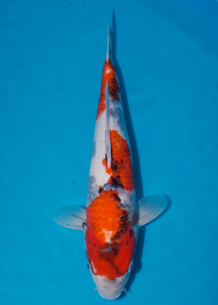43cm Showa REF S22_07