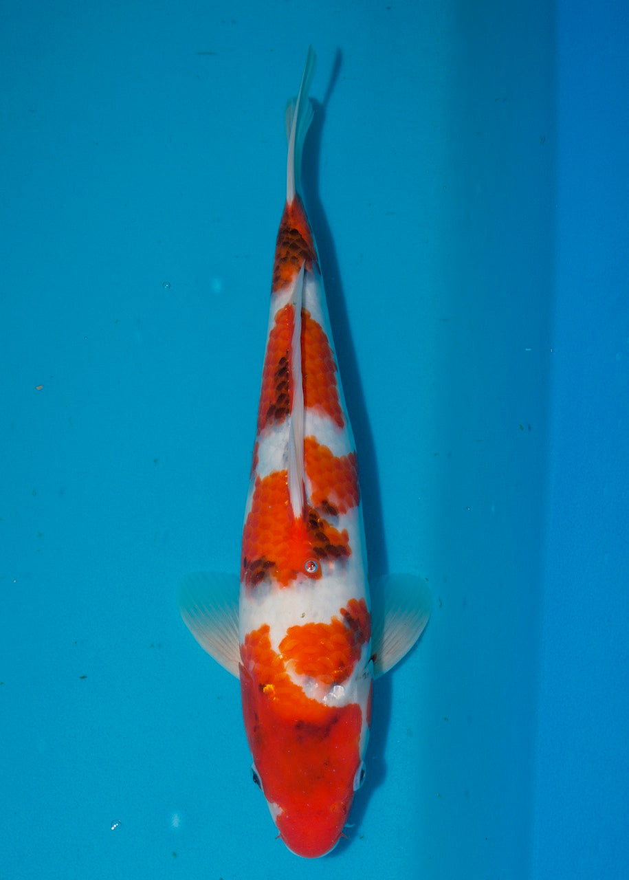 38cm Showa REF S22_11