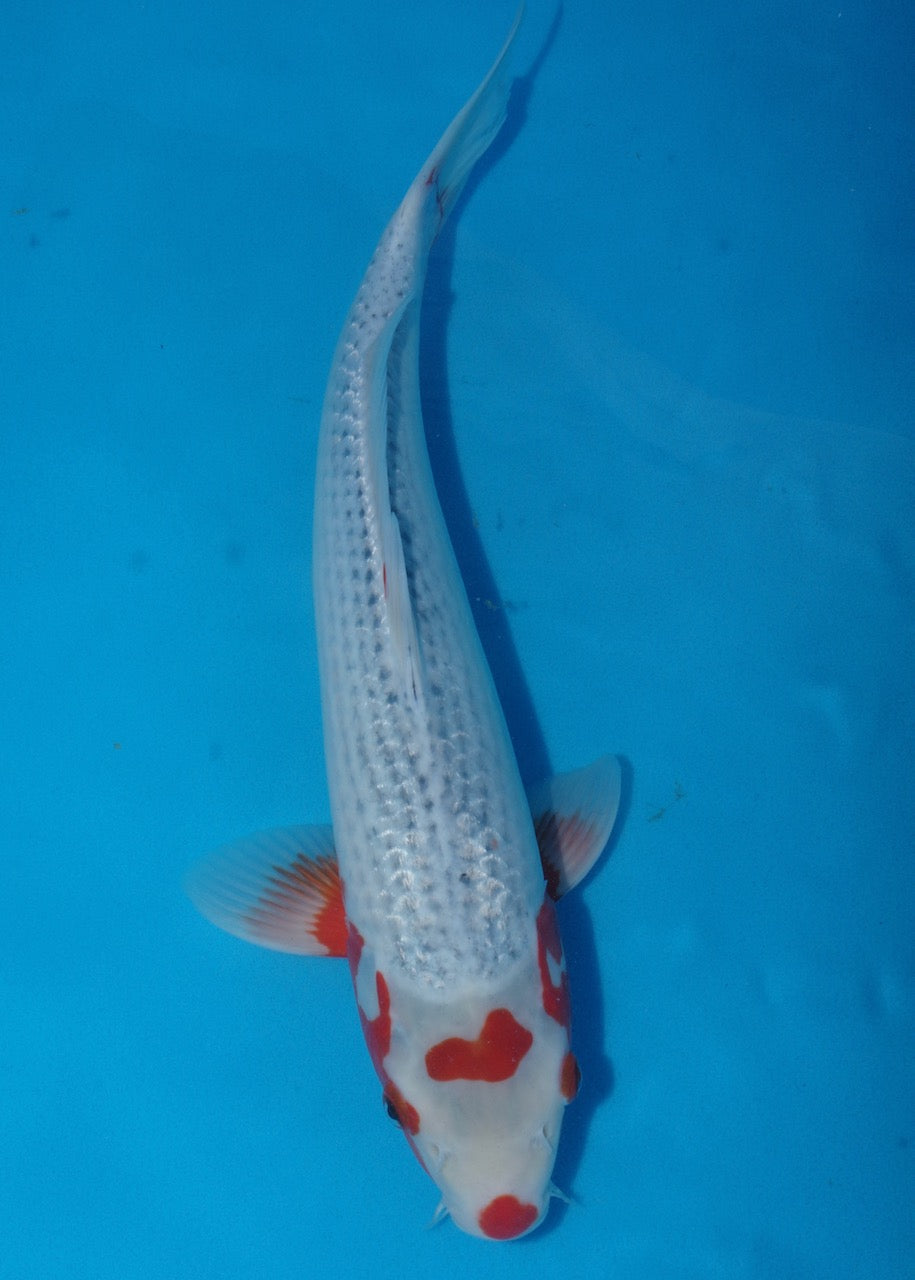39.5cm Asagi REF S22_04