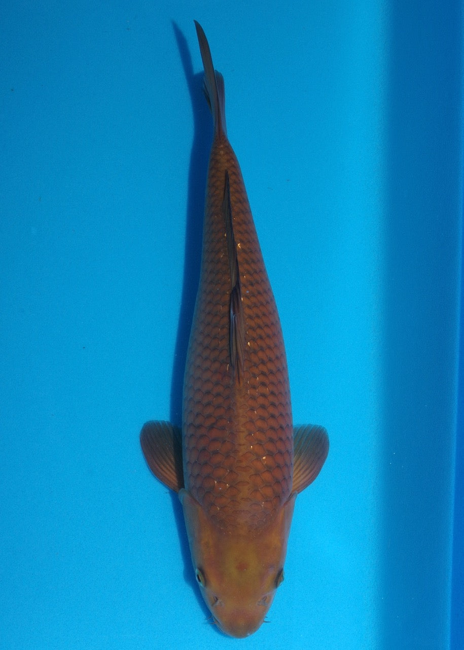 43cm Chagoi (Oakly) REF S22_230