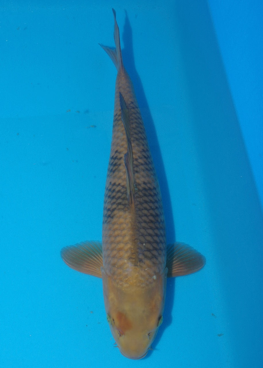 48cm Cha Utsuri (Oakly) REF S22_231