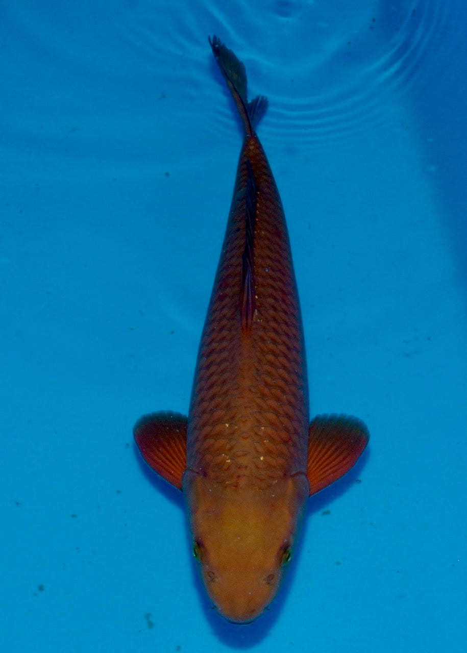 45.5cm Chagoi (Oakly) REF S22_237