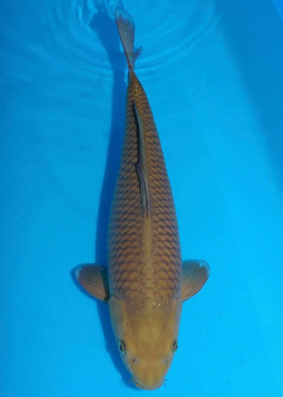 45cm Chagoi (Oakly) REF S22_241