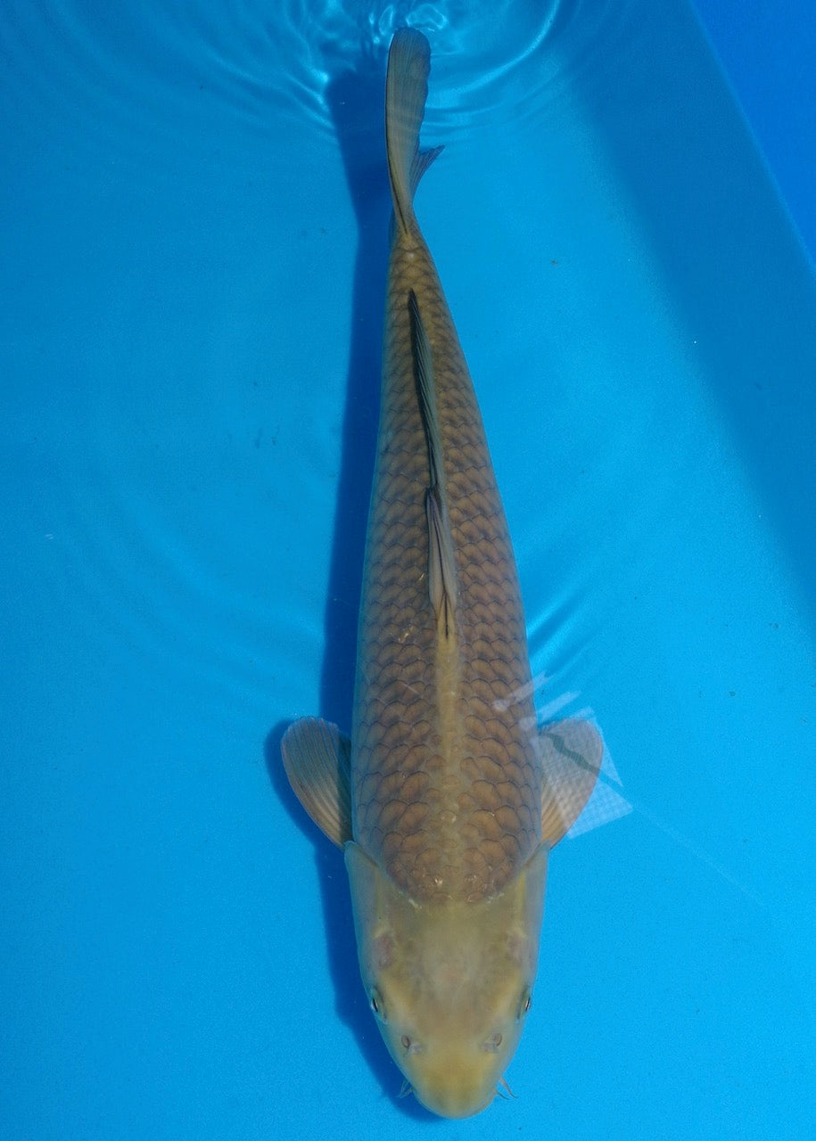 48cm Chagoi (Oakly) REF S22_242