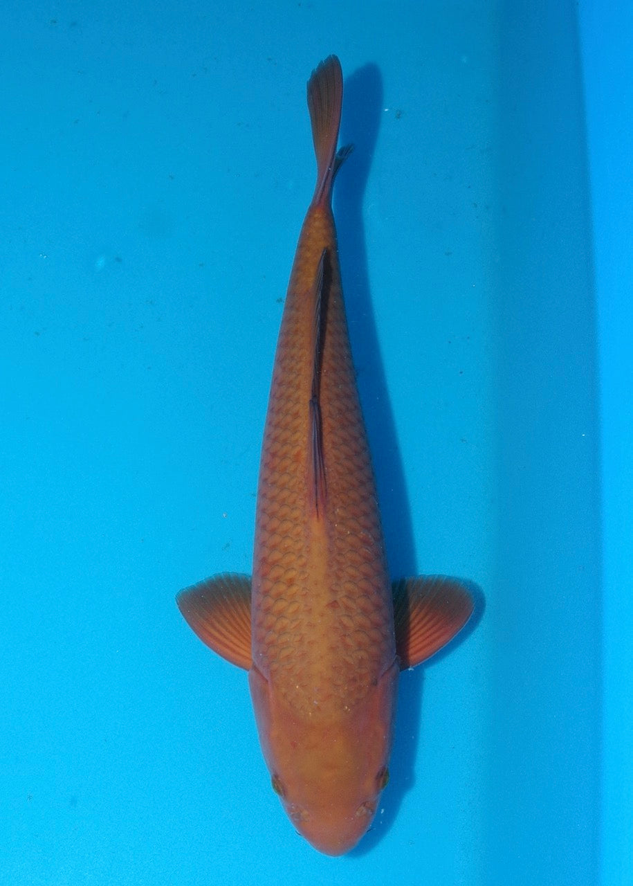 47cm Chagoi (Oakly) REF S22_245