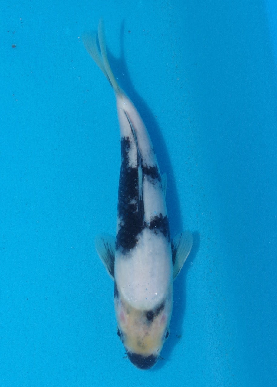 20cm Shiro Utsuri REF S22_227