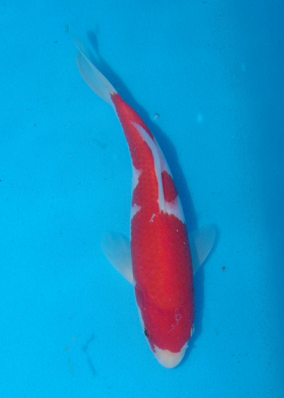 22cm Kohaku REF S22_226
