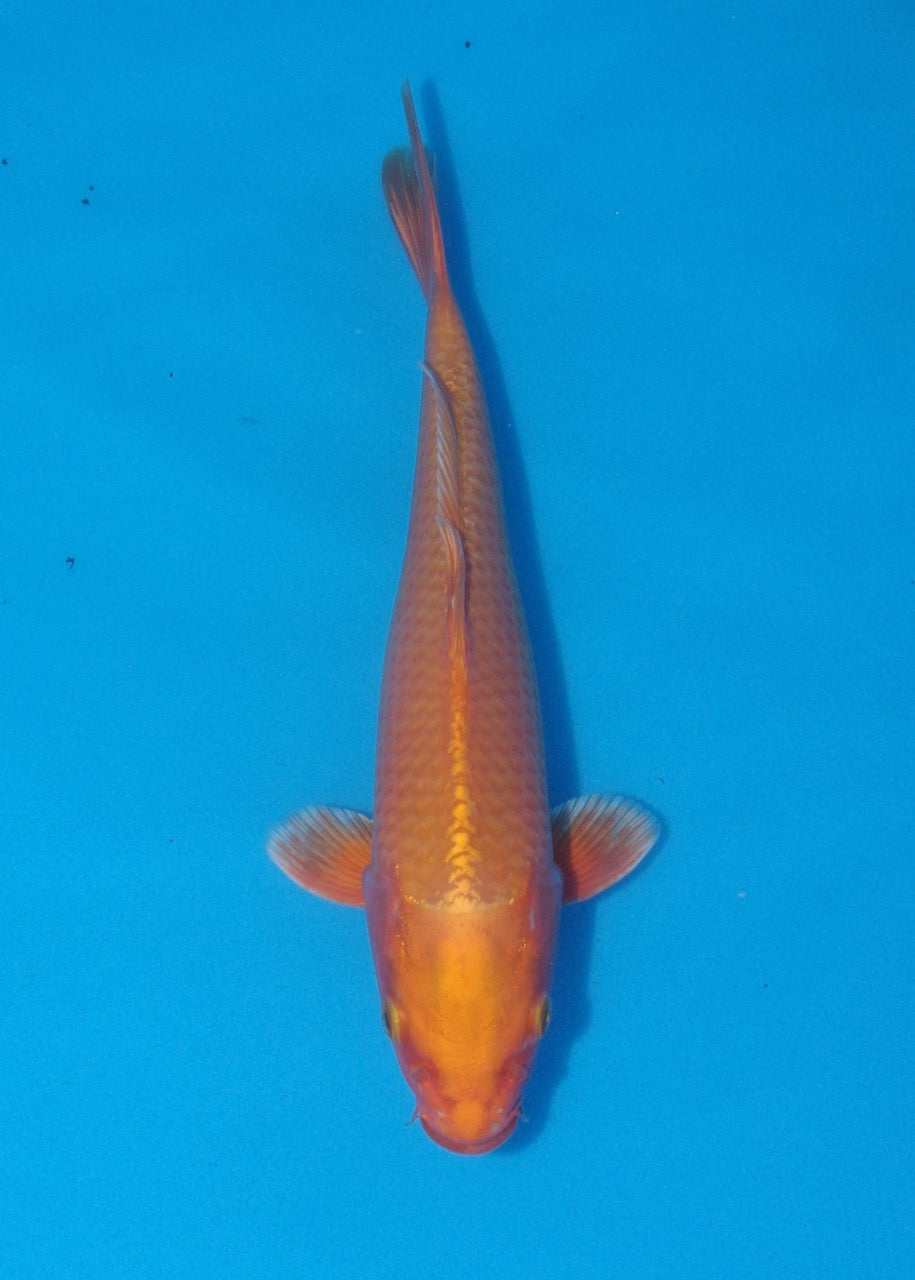 29cm Orenji Ref SLR01-009