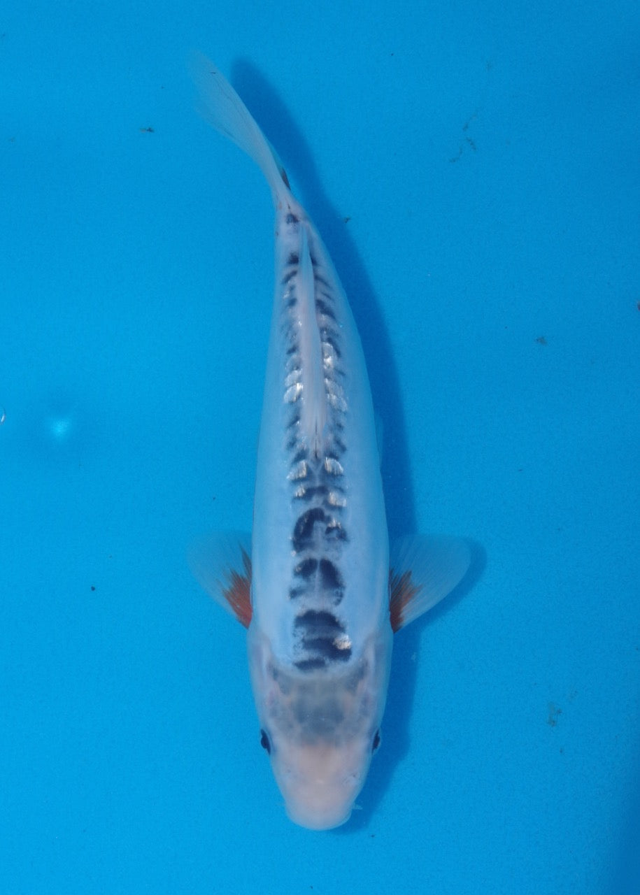 24cm Shusui Ref SLR01-017