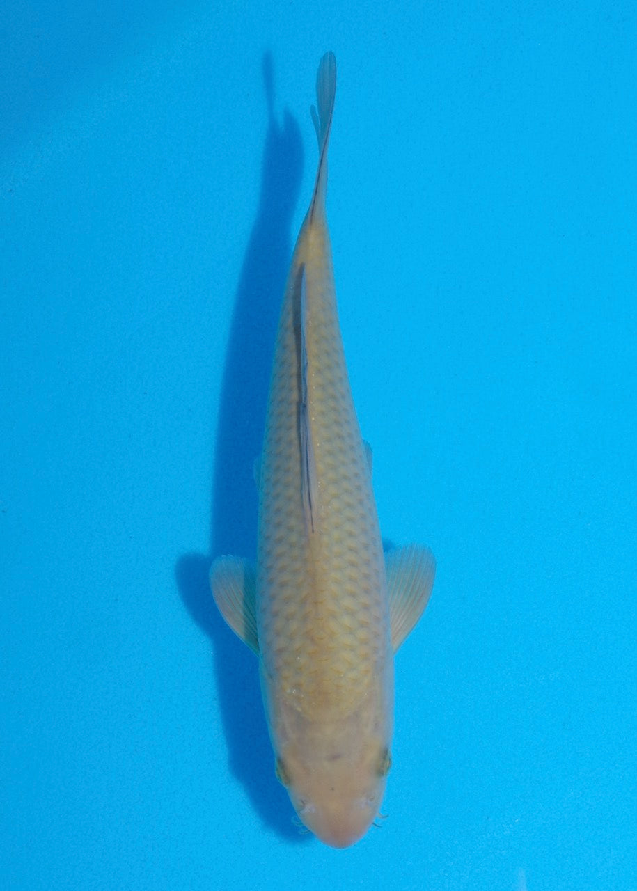 26cm Oakly Chagoi Ref SRR01-024