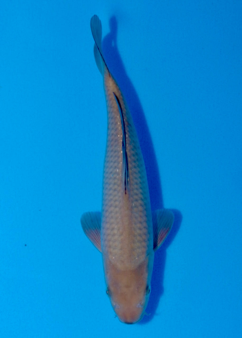 28cm Oakly Chagoi Ref SRR01-021